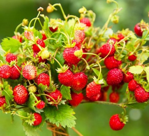 Strawberry Fairy Forest 
